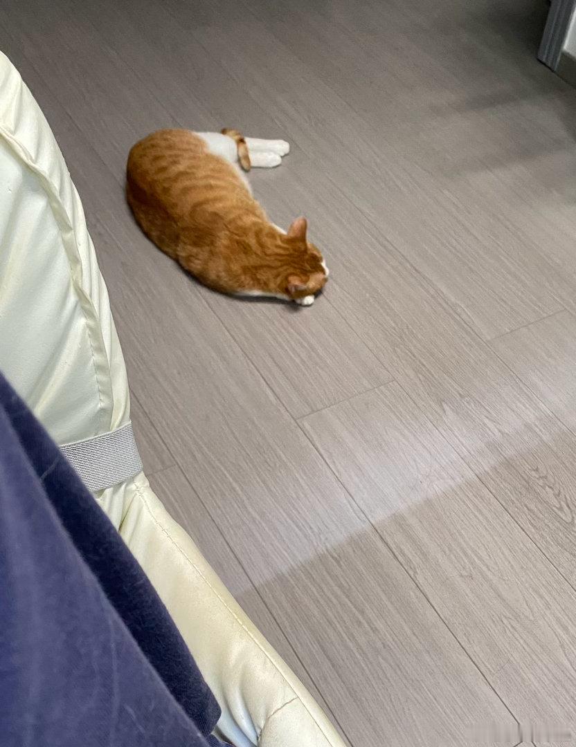 小猫就这样乖乖在旁边睡着了