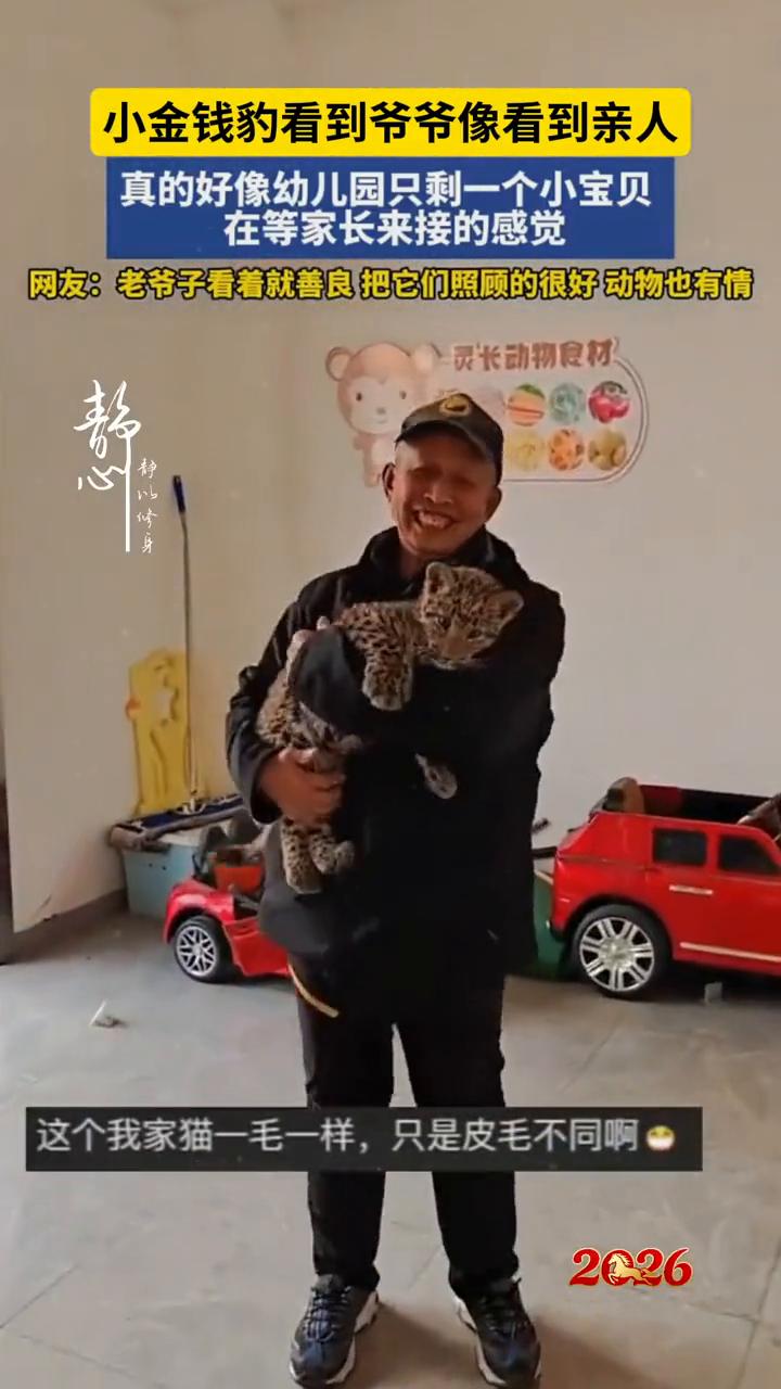 小金钱豹看到爷爷像看到亲人，真的好像幼儿园只剩一个小宝贝在等家长来接的感觉。网