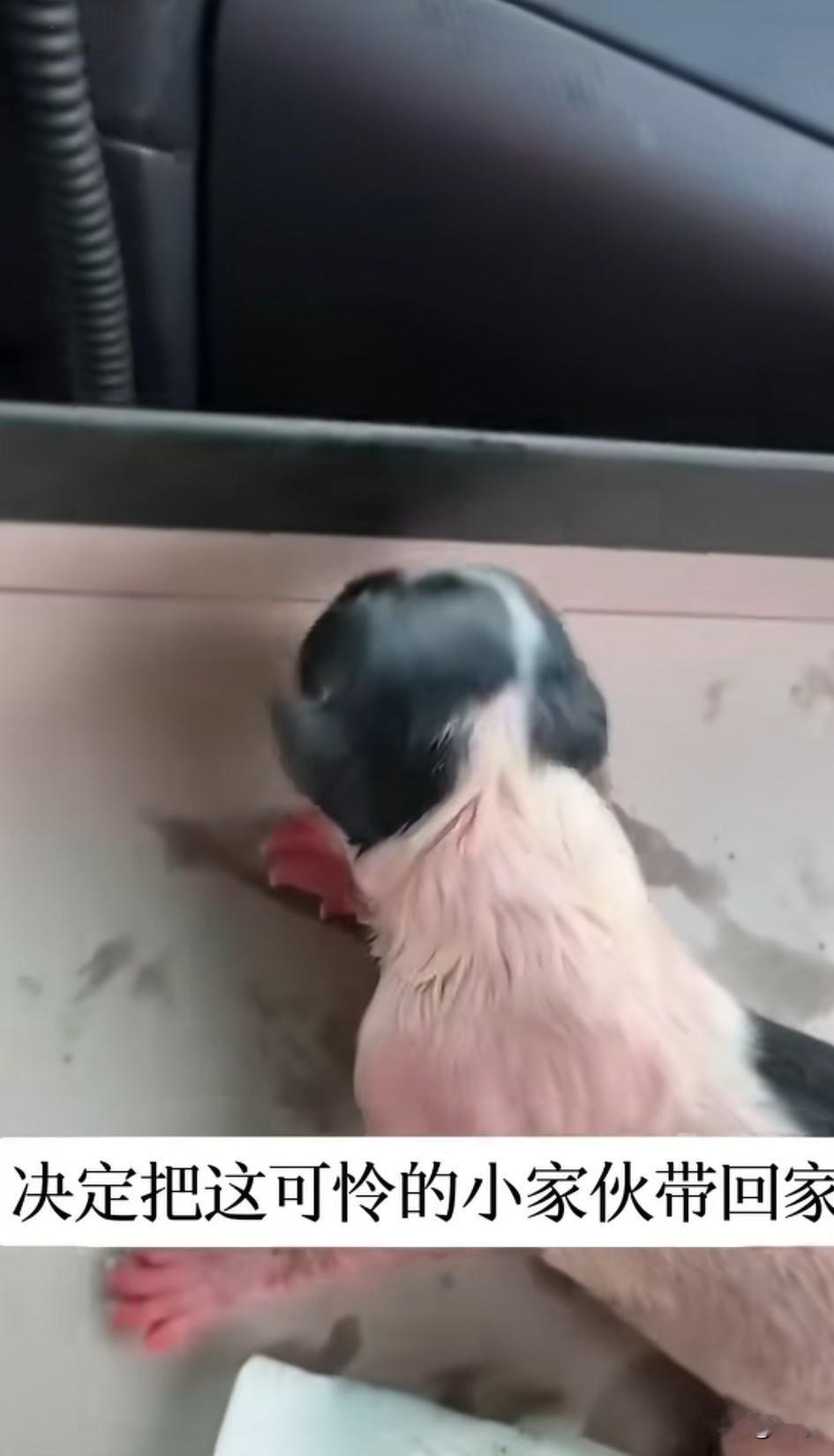 泪目了！这天一位小姐姐去散步，当她走到一个街头。看到了令人揪心的一幕，一只流浪狗