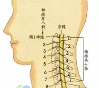 颈椎病——百病之源