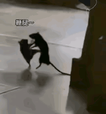 老鼠见得多了，会武术的老鼠见过没！