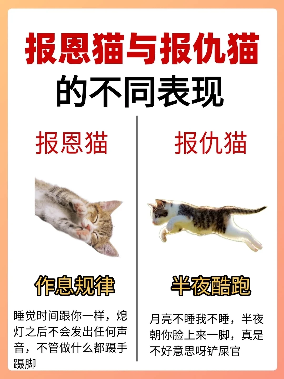 报恩猫与报仇猫的不同表现