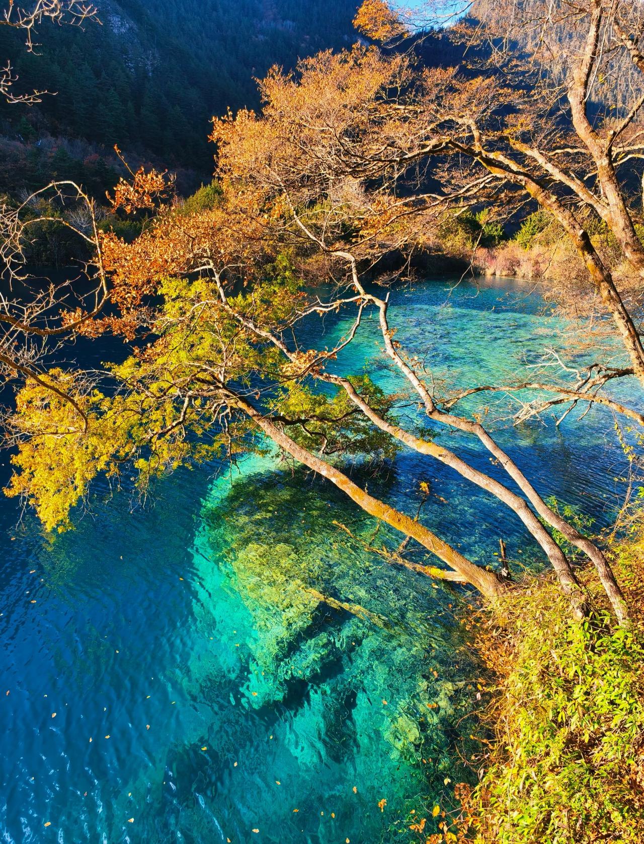 九寨沟的秋天，如同大自然打翻的调色盘！妥妥的视觉盛宴啊九寨沟秋天九寨沟风景