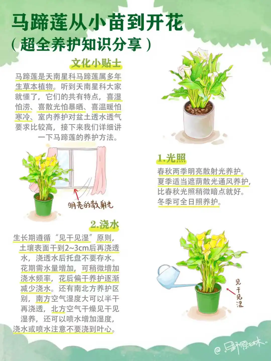 马蹄莲从小苗到开花，南北方养护知识分享