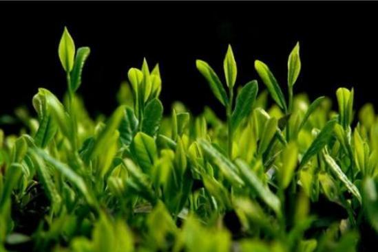 植物神经紊乱会表现出哪些症状来?