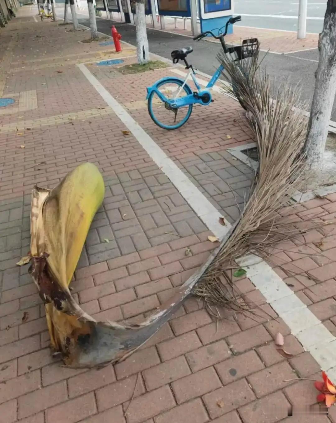 你说这事邪不邪门？散个步，让树叶砸成十级伤残。广东珠海的谭女士，吃完晚饭遛