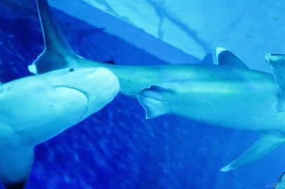 单依纯眼里的世界