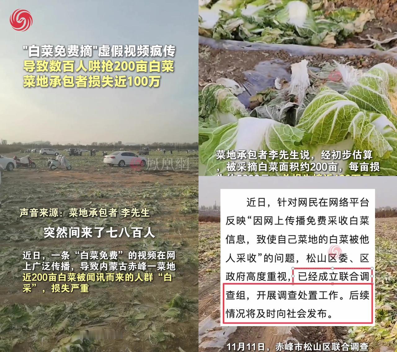 200亩白菜一夜被抢光，菜农哭着说损失100万，大家的讨论直接沸腾了！就