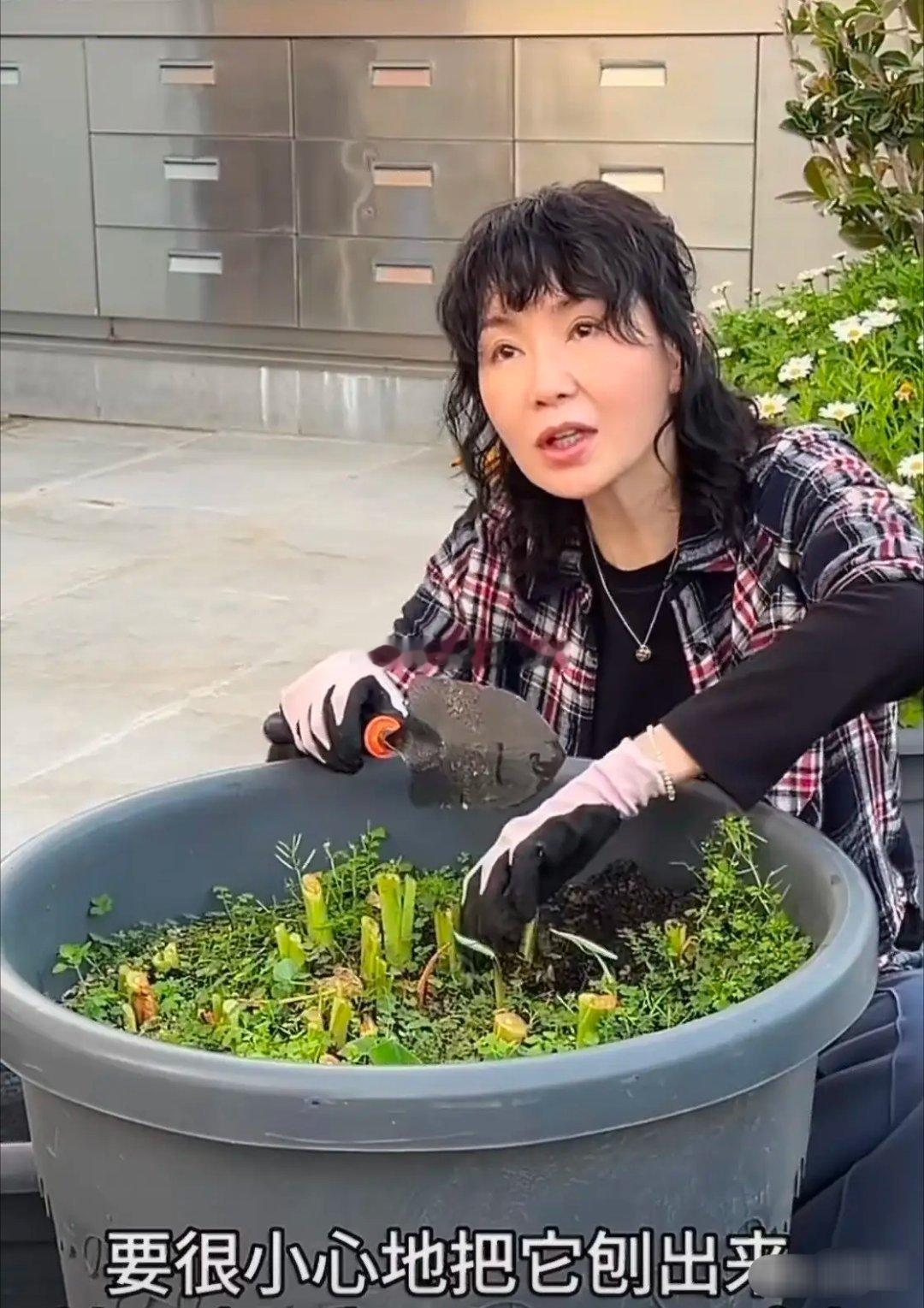 5月8日，许久没有消息的张曼玉引起网友热议，原因是网上流传一段视频，她在自家阳台