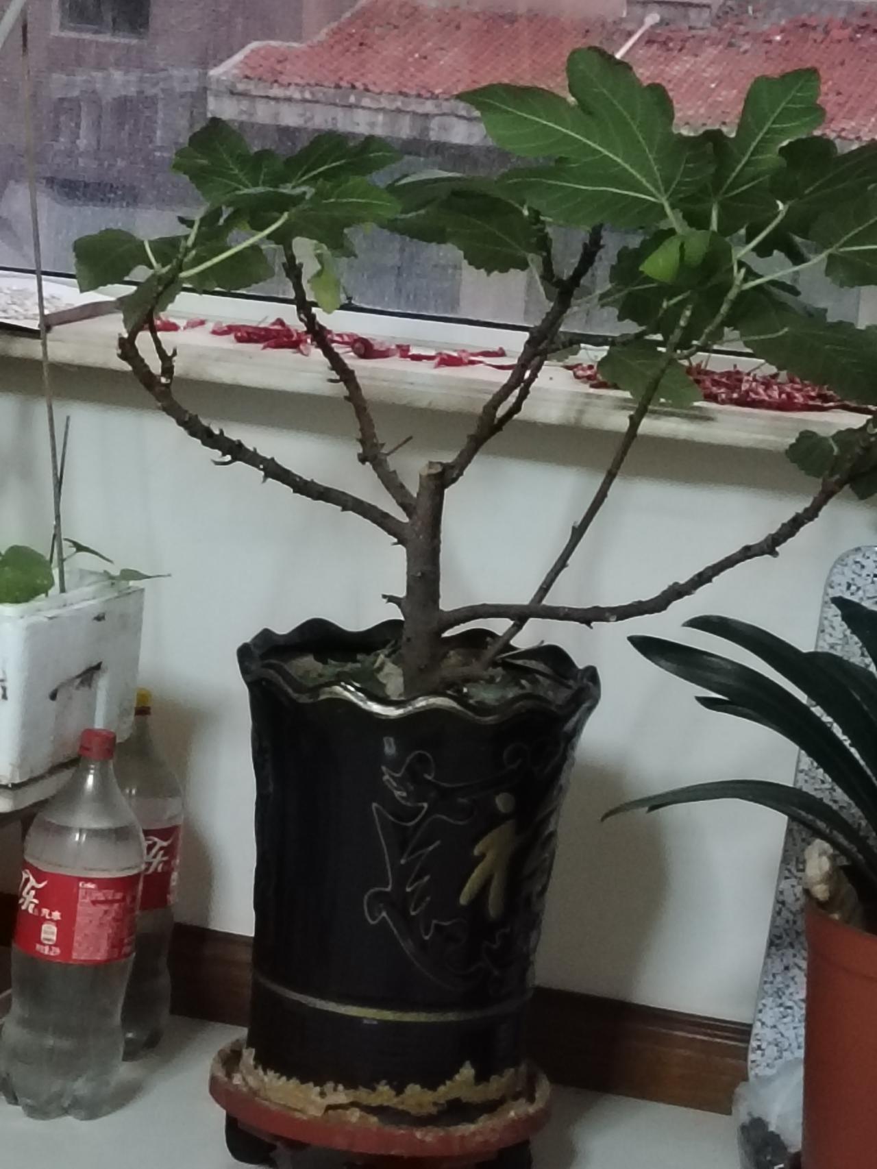 盆栽无花果树，啥原因不知道，结果不等成熟就都掉了，有懂的指点一下。