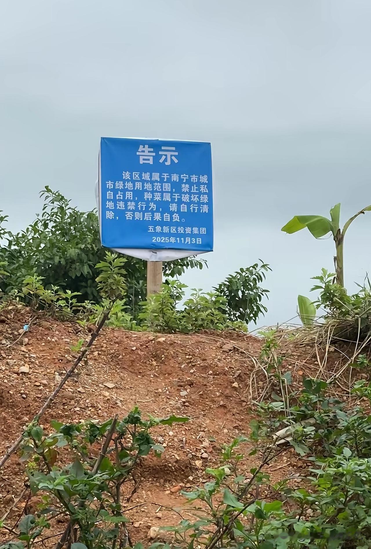 南宁市城市绿地用地范围，禁止私自占用，种菜属于破坏绿地违禁行为，请自行清除否则后