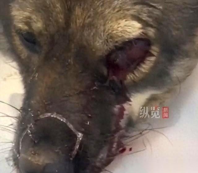 “因为最近没鸟可打，就拿小狗的眼睛练练手，看射得准不准。”看到这句话，我后背的