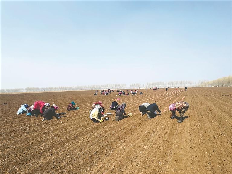 特色种植拓宽致富路