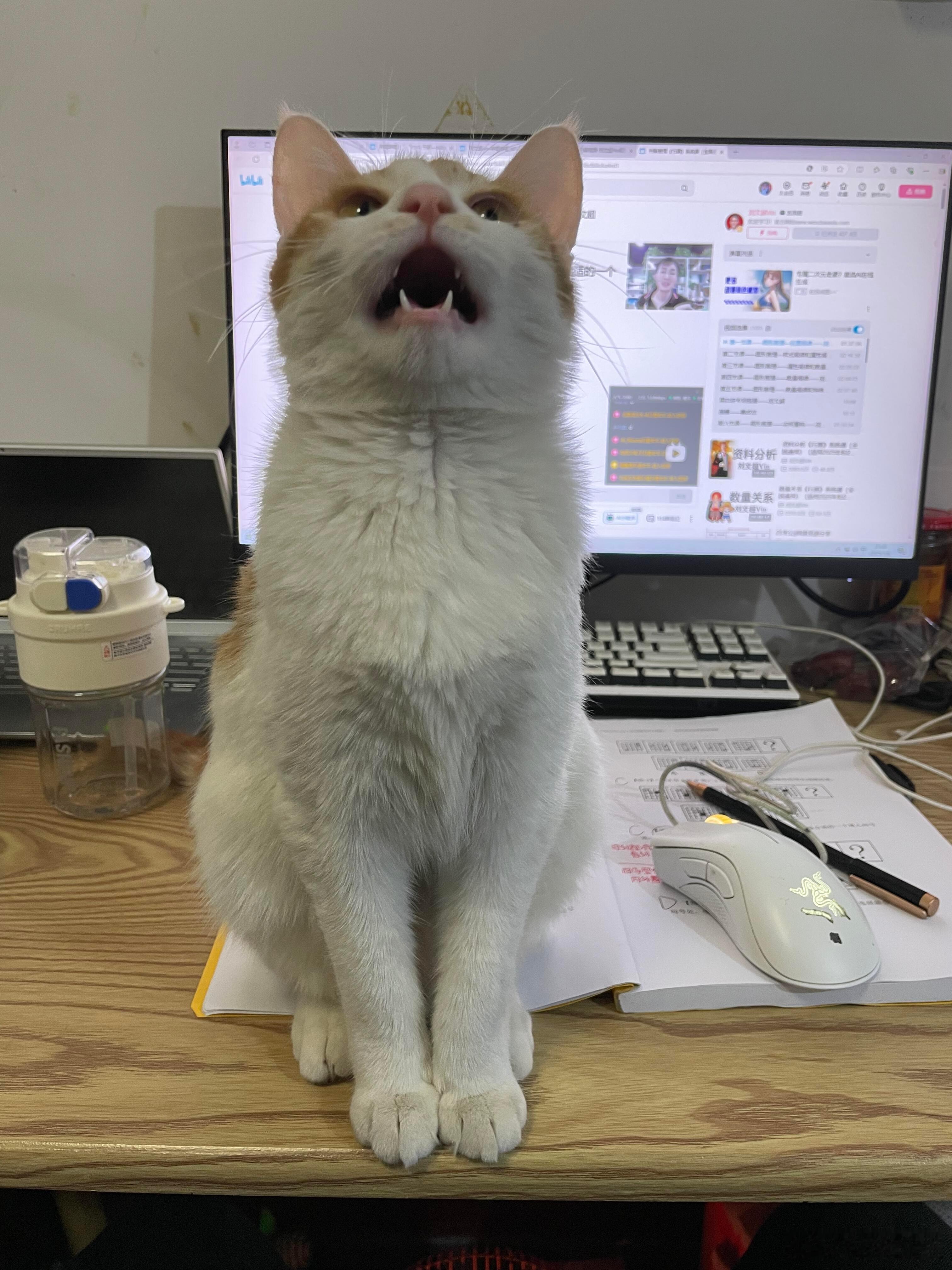 找上门喂猫，结果找到了局里的领导上门喂猫不让人走