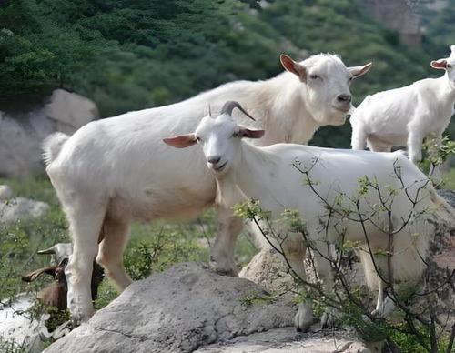 钱去哪了？辽宁大连，九旬老夫妻以3000元的价格把4只羊卖给收羊倌，收羊倌拉着羊