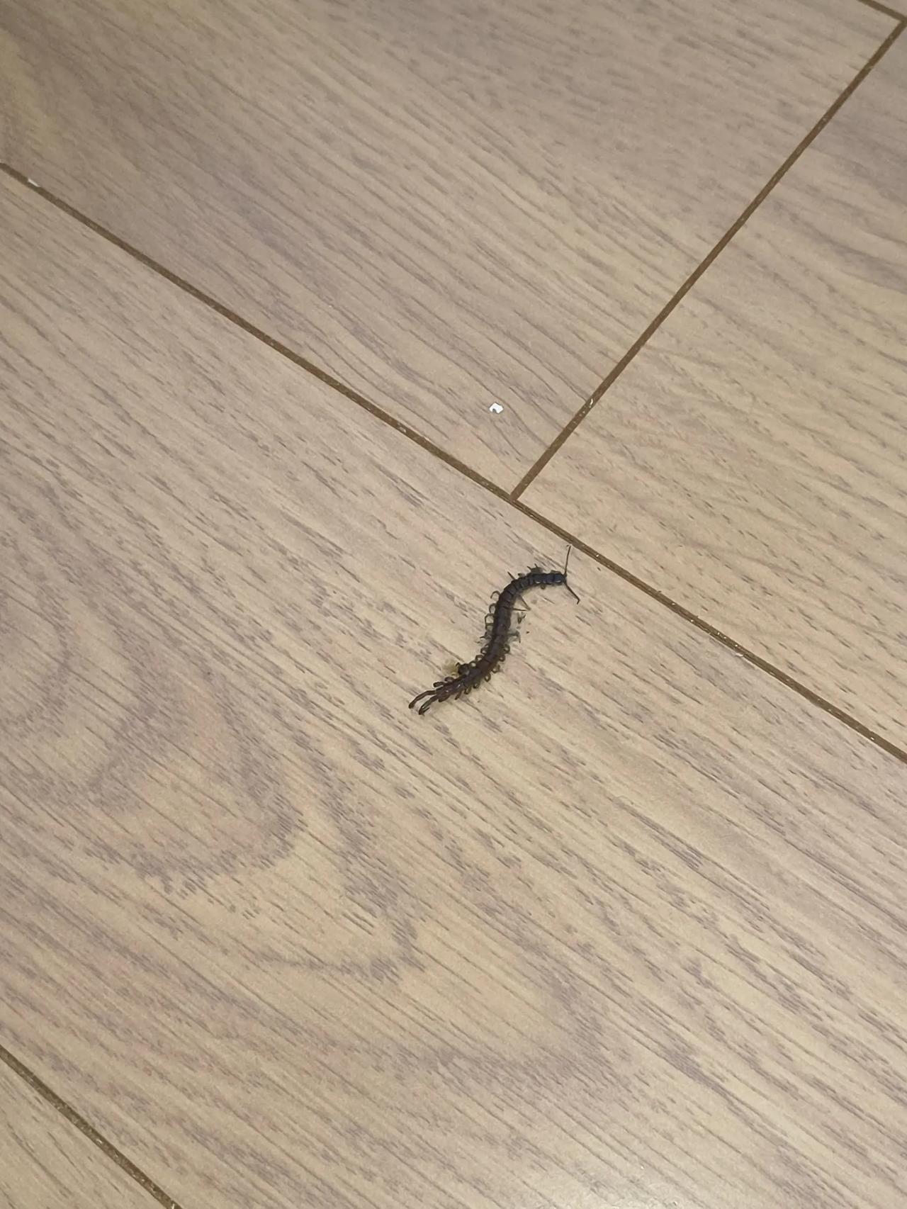 我家住在东丽湖赏湖苑一幢楼的2楼，今天搞卫生的时候发现地板上多了这么一条虫。这