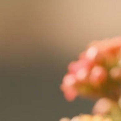 0000长寿花种植1.盆土选择：用泥炭土+珍珠岩+椰糠=2:1:1混合，加少量