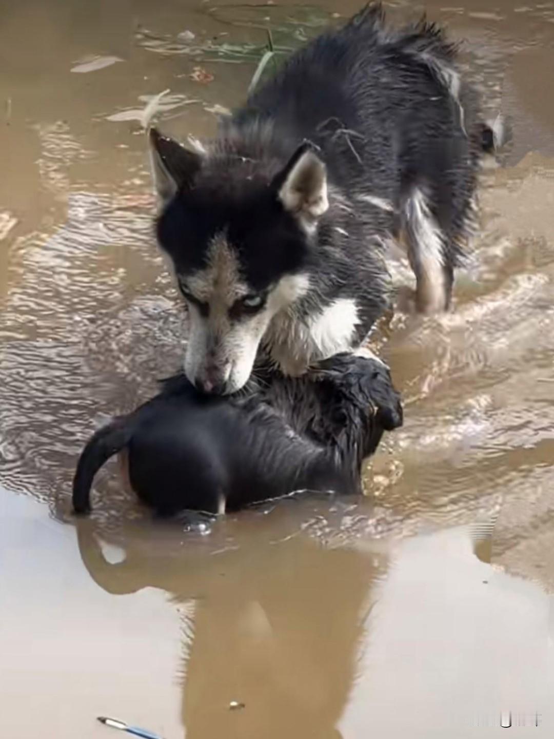 母爱真的太伟大了！一只狗妈妈的家被洪水淹没了，而它正好去找食物了，没有被水困住，