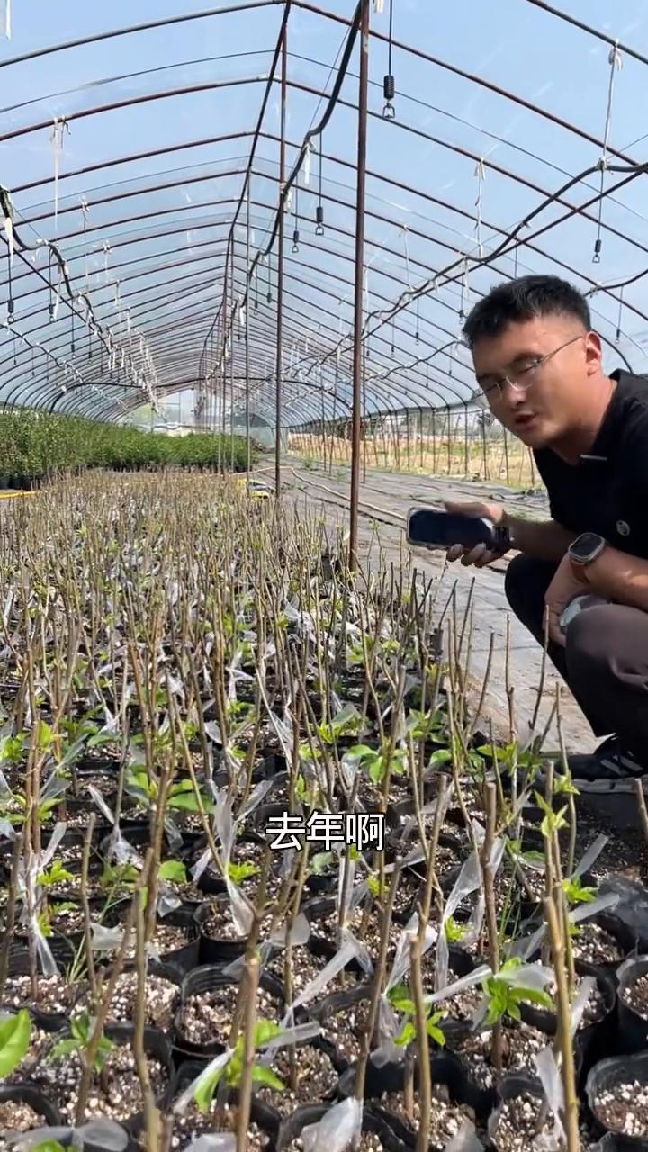 矮化砧木嫁接金脆蜜大樱桃苗。这个品种一出现就被称为早熟大樱桃品种里边的王中玉了