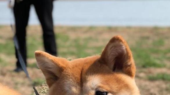 柴犬毛发定期打理, 鬃毛梳顺向轻抚, 浮毛收集防飞散, 蓬松状态更持久