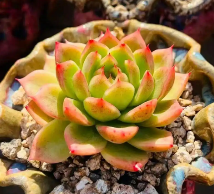 植树节种树，其实是在为自己积攒“看得见的功德”。挖个坑，埋进土里的是树苗；浇