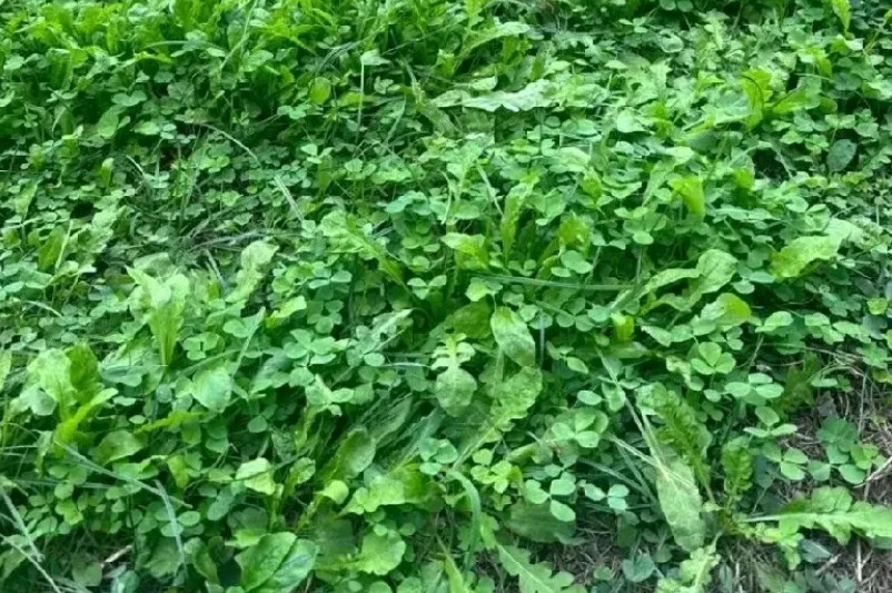 老公在路边瞧见一大片野菜，二话不说就摘了起来，还坚持说能吃。但我看着心里直发怵，