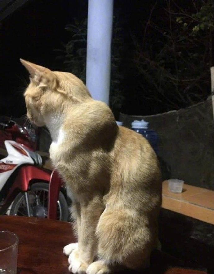 一家健身房附近的流浪猫，经常有人投喂高蛋白食物，久而久之，练就了一身腱子肉，我…