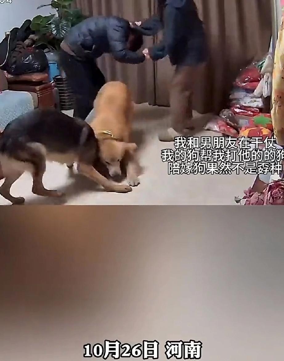 10月26日,河南。一对结婚不久的夫妻吵了起来,随即扭打成一团。夫妻俩人各养了一
