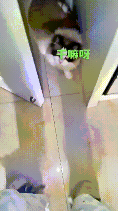 姐姐好不容易歇一天，想舒舒服服睡个懒觉。结果大清早六点还不到，小猫就在门口嗷嗷直