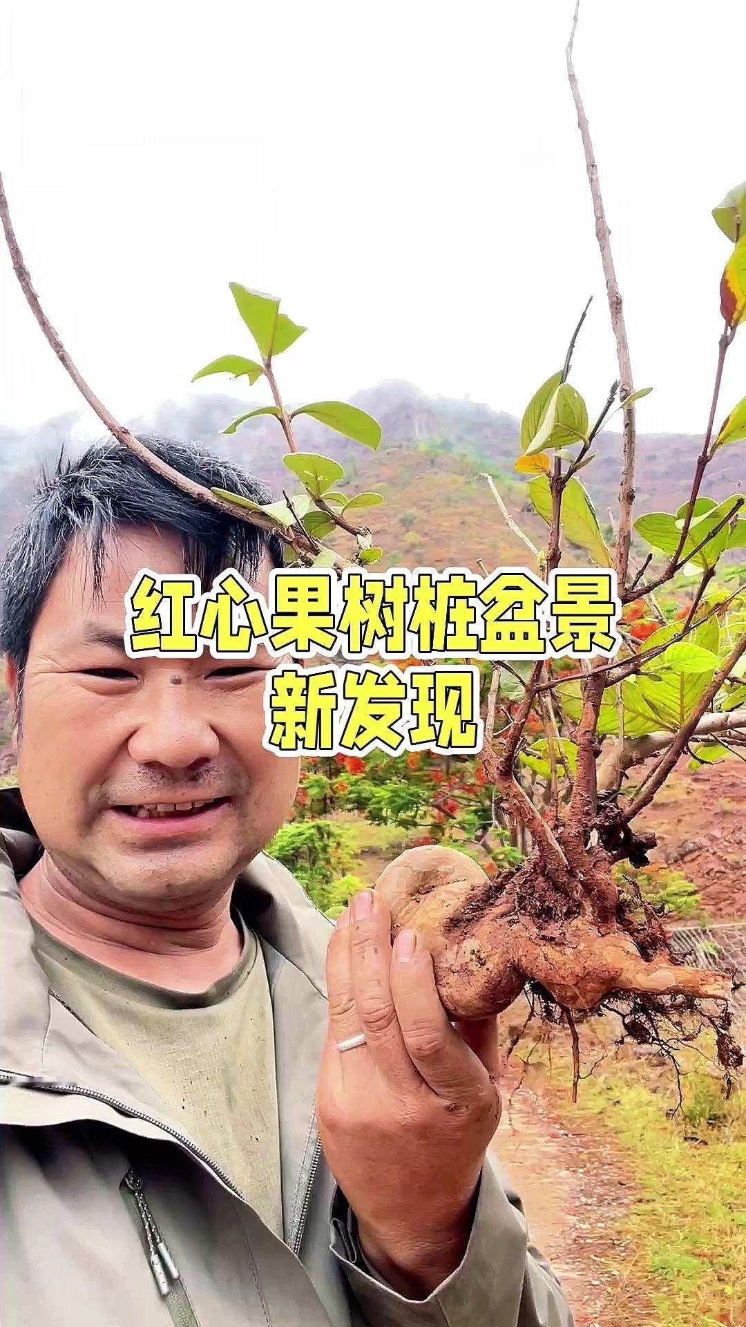 等它成活后，不仅能当造型别致的盆栽，还能收获甜甜的红心果，想想就觉得开心～