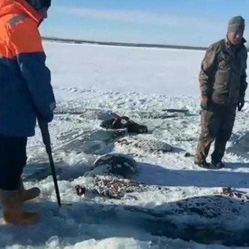 黑龙江13匹冻马太揪心！70岁马主血本无归，真相戳中底层养殖户的难刷到黑龙