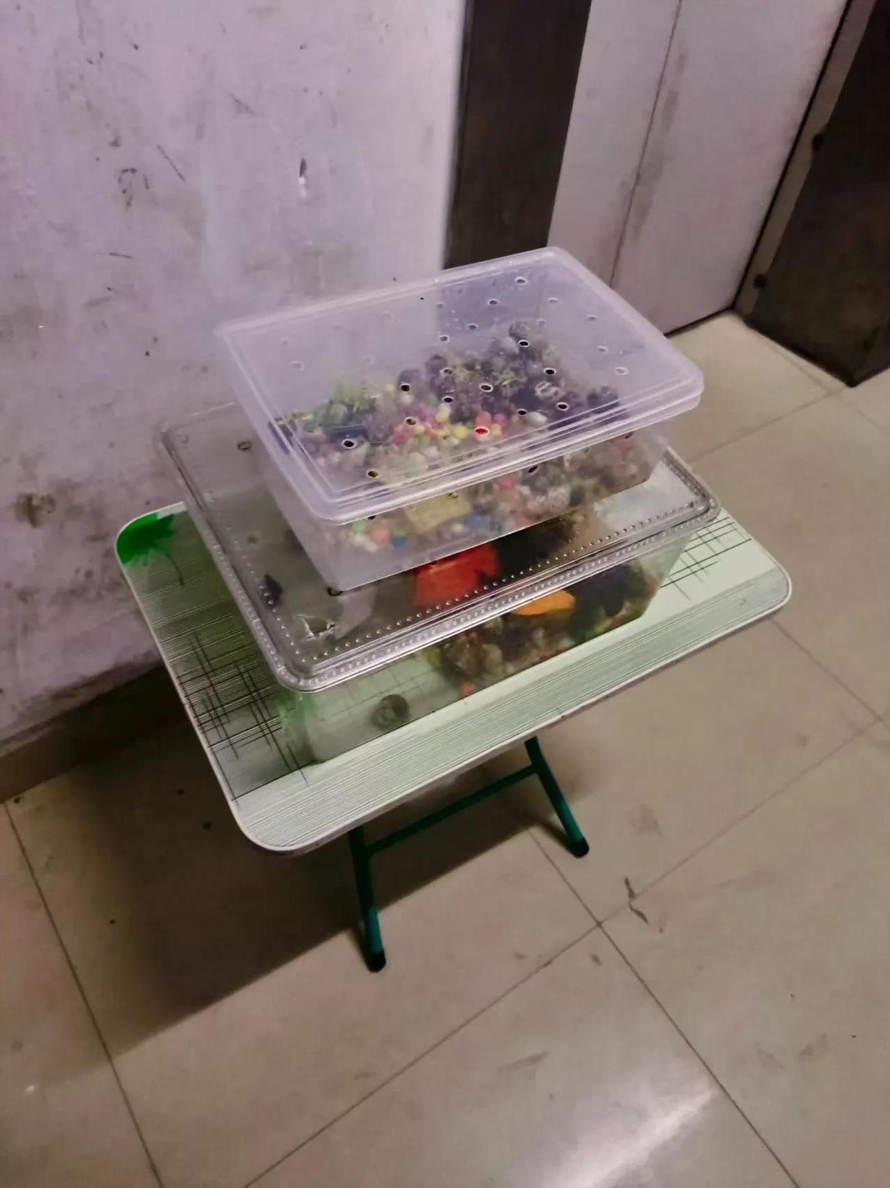 婆婆打电话来了，说我的小孩现在只爱奶奶，不爱妈妈。我的小孩从生下来都是我带着的