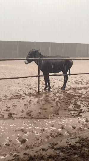这一刻“倔驴”形象化了，外面哗哗下大雨，“倔驴”就是不动，因为有栏杆的原因，会有