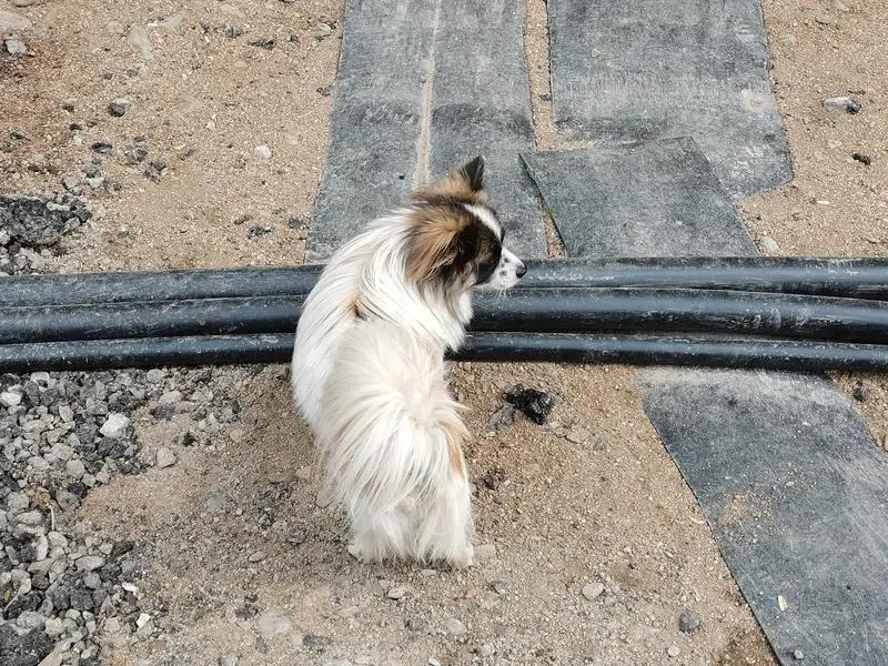 使用脑机接口后狗狗智商能超过人吗？这脑洞开得够大！目前脑机接口有不少成果，像华