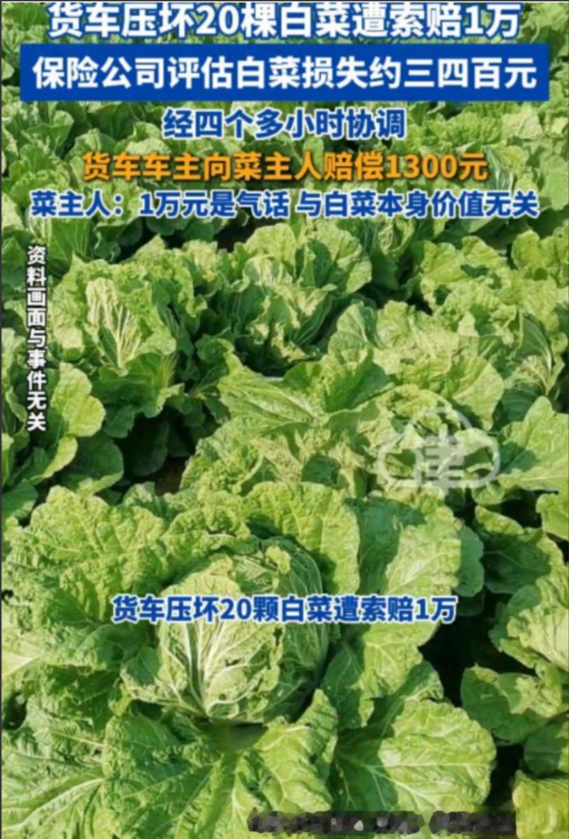 20多棵白菜被半挂车压坏，保险人员现场估价只有三四百元，菜主一度提出5000元甚