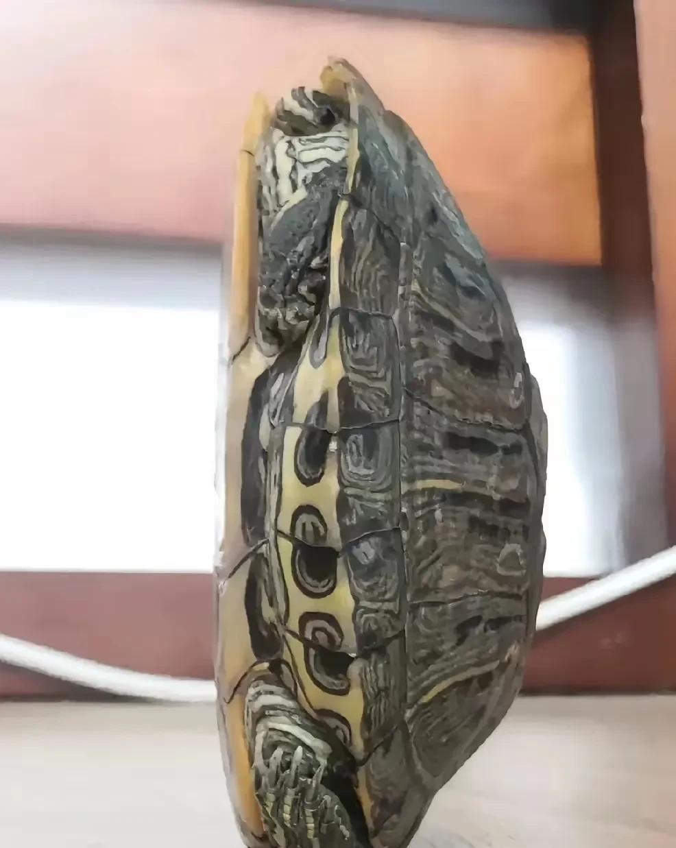 谁能想到，花100元买的一只乌龟，竟酿成128万的巨额赔偿！广东一对夫妇