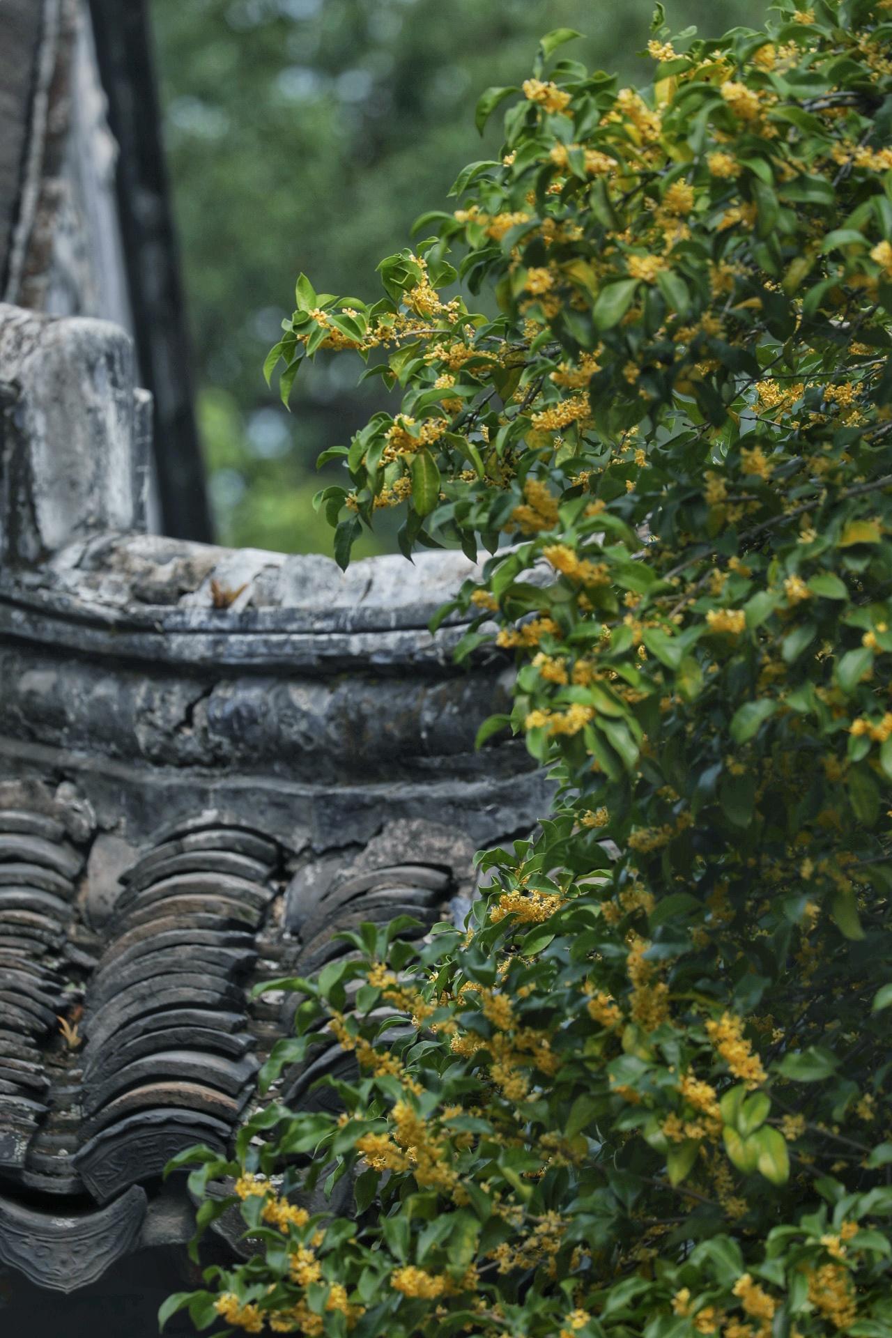 上海、杭州、苏州、湖州……都被桂香包裹！日子不紧不慢，转眼霜降已经过去好多天。