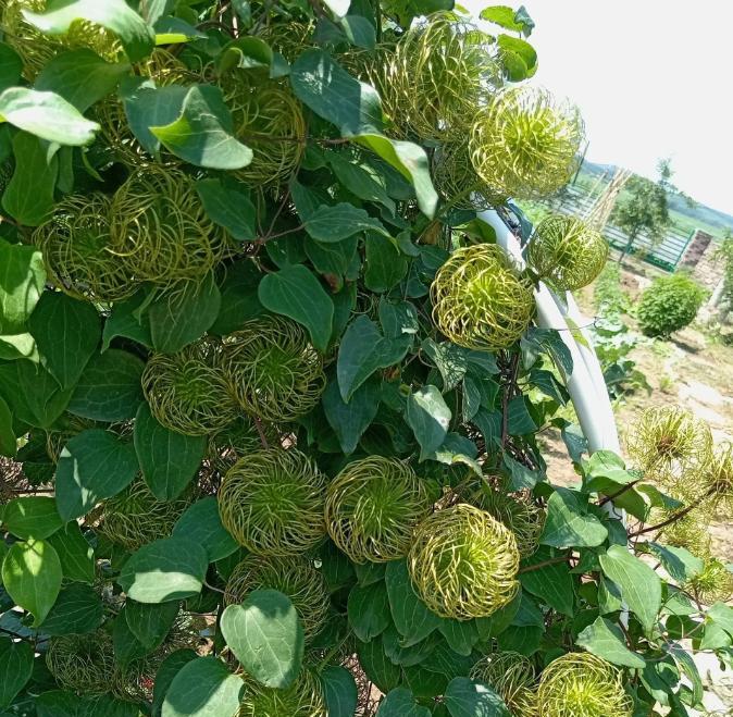 这哪里像牡丹了？去年在网上买了一株牡丹，冬天怕冻死种在了花盆里，一冬天精心的呵
