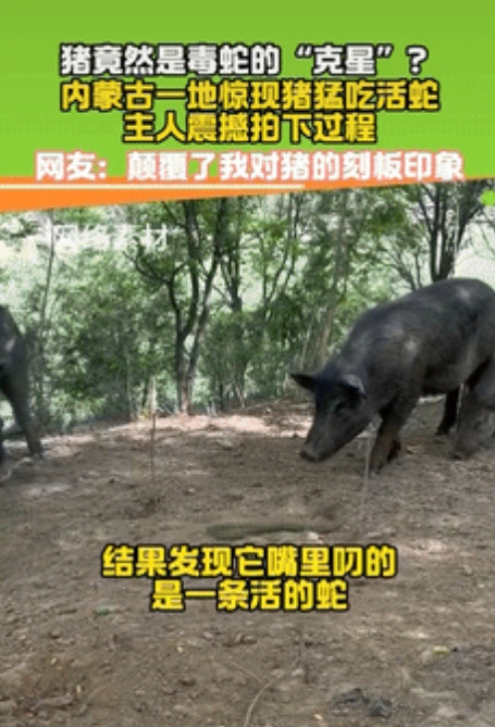 内蒙古，一女子看到自家的猪在津津有味吃东西，刚开始纳闷为啥吃塑料袋子，不料上前一