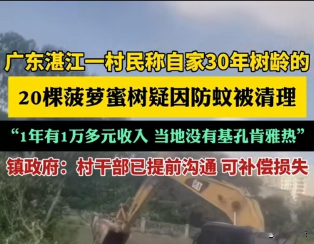 广东湛江,女子家的20棵菠萝蜜树被村委会安排的挖掘机毁掉,这些树一年有1万多的