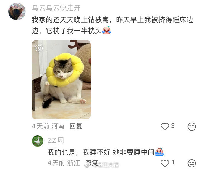 天暖和开始和小猫分居了