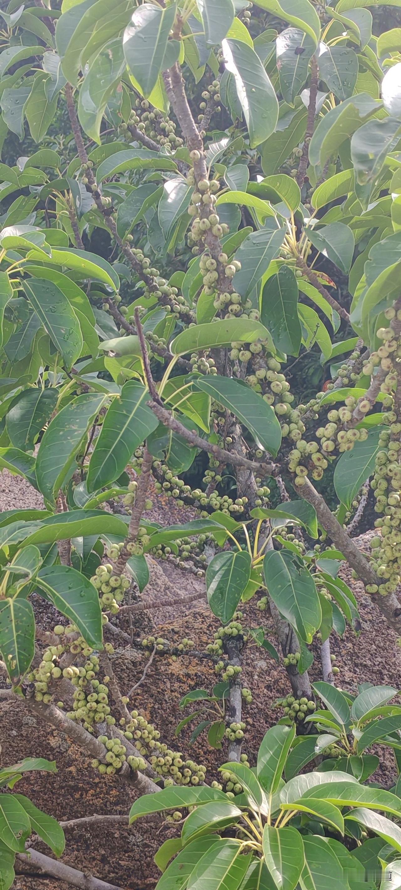 我妈说最近我家园子里的菜下来了，她根本吃不了多少。豆角接的嘀了嘟喽的，黄瓜成了
