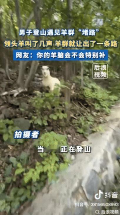 “长见识了！”辽宁一男子登山遇见了羊群“堵路”，男子过不去，只能安静的跟在羊身后