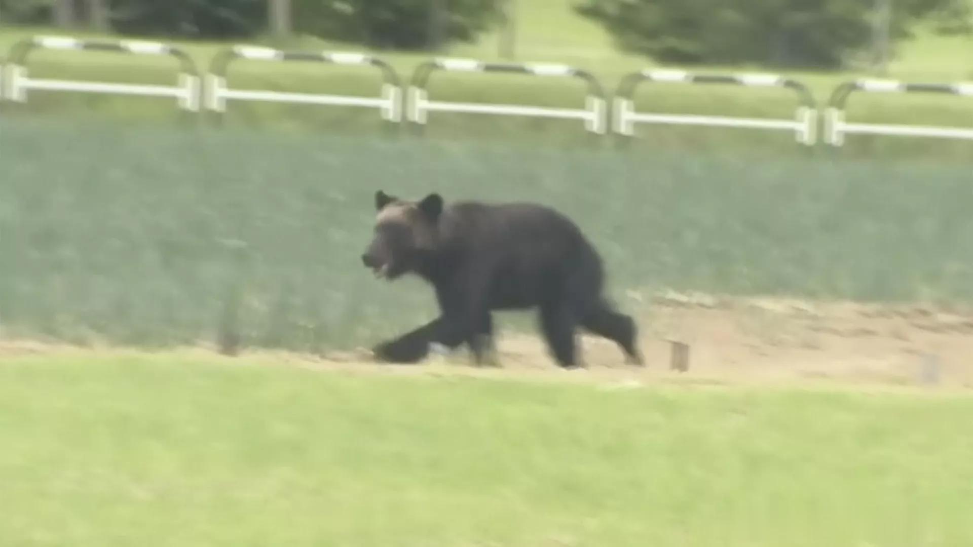 最近日本闹熊害，野熊时常跑出来侵扰当地居民，今年光是秋田县记录在案的熊出没事件就