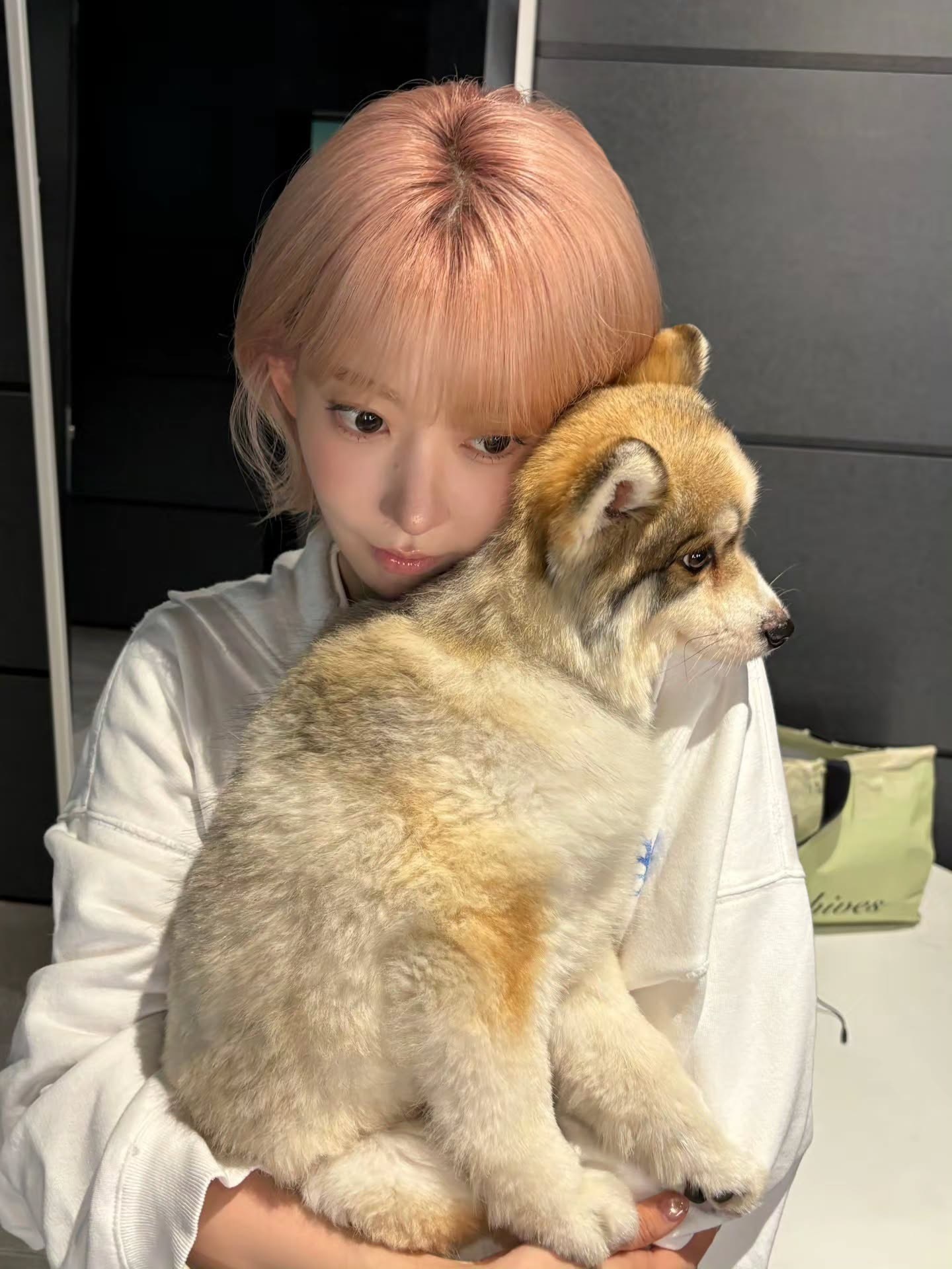 就这样羡慕一只狗