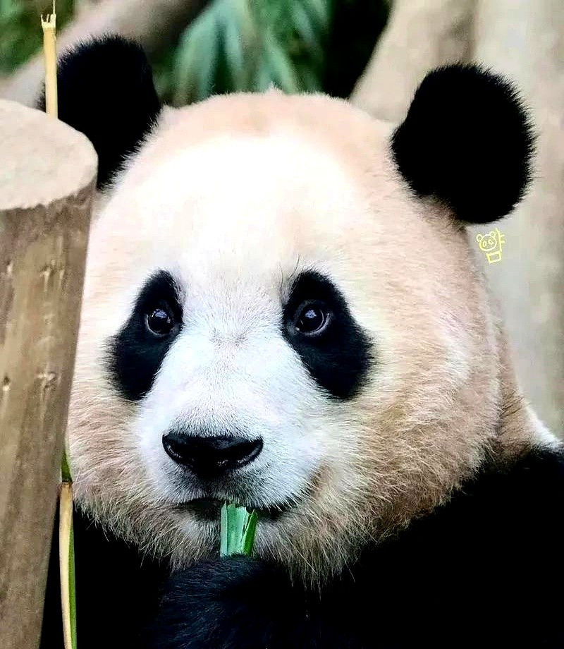 韩国想要中国送熊猫太气人了！韩国大邱市长居然想让中国白送
