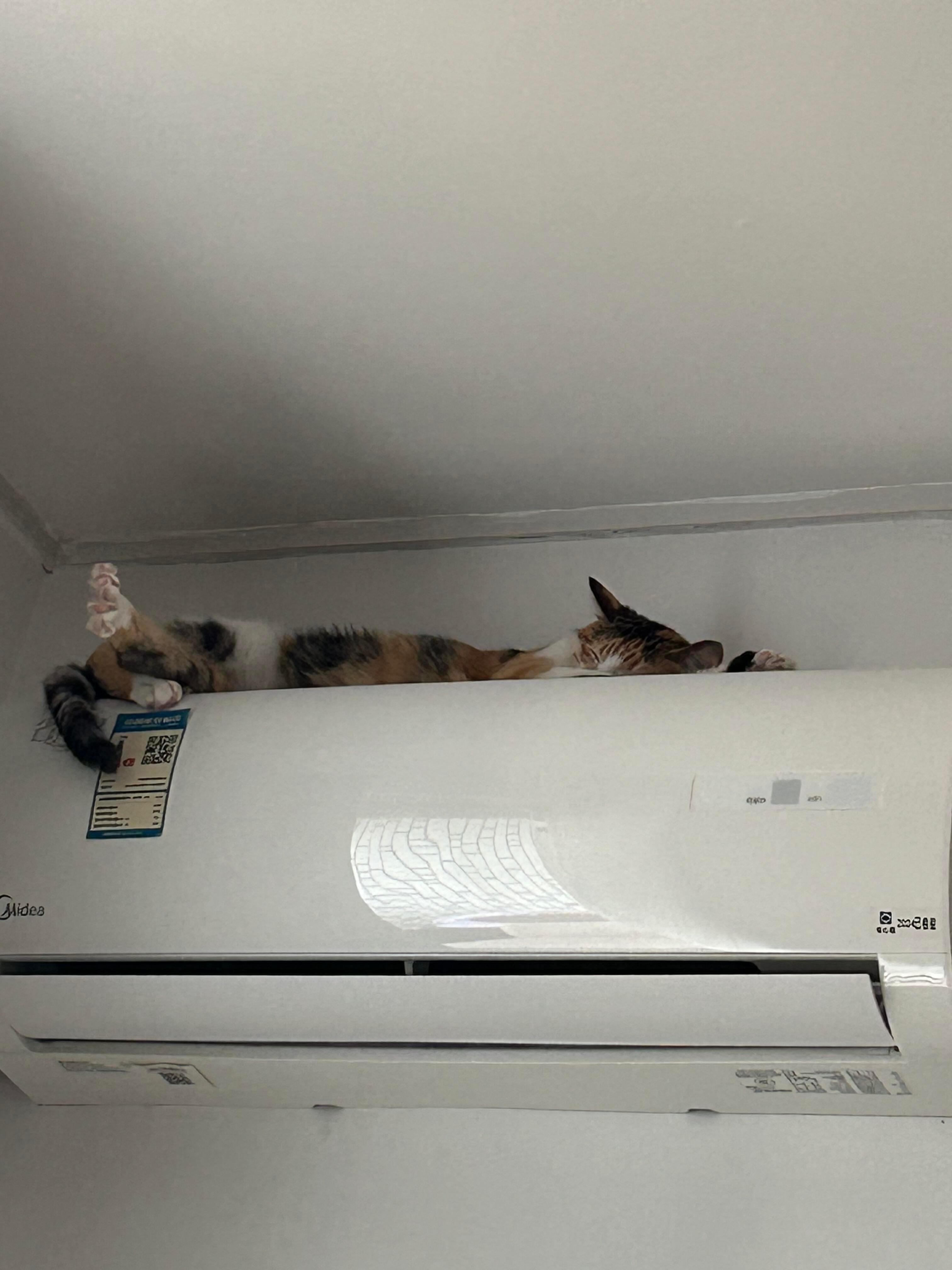 猫咪每天随地大小睡​​​