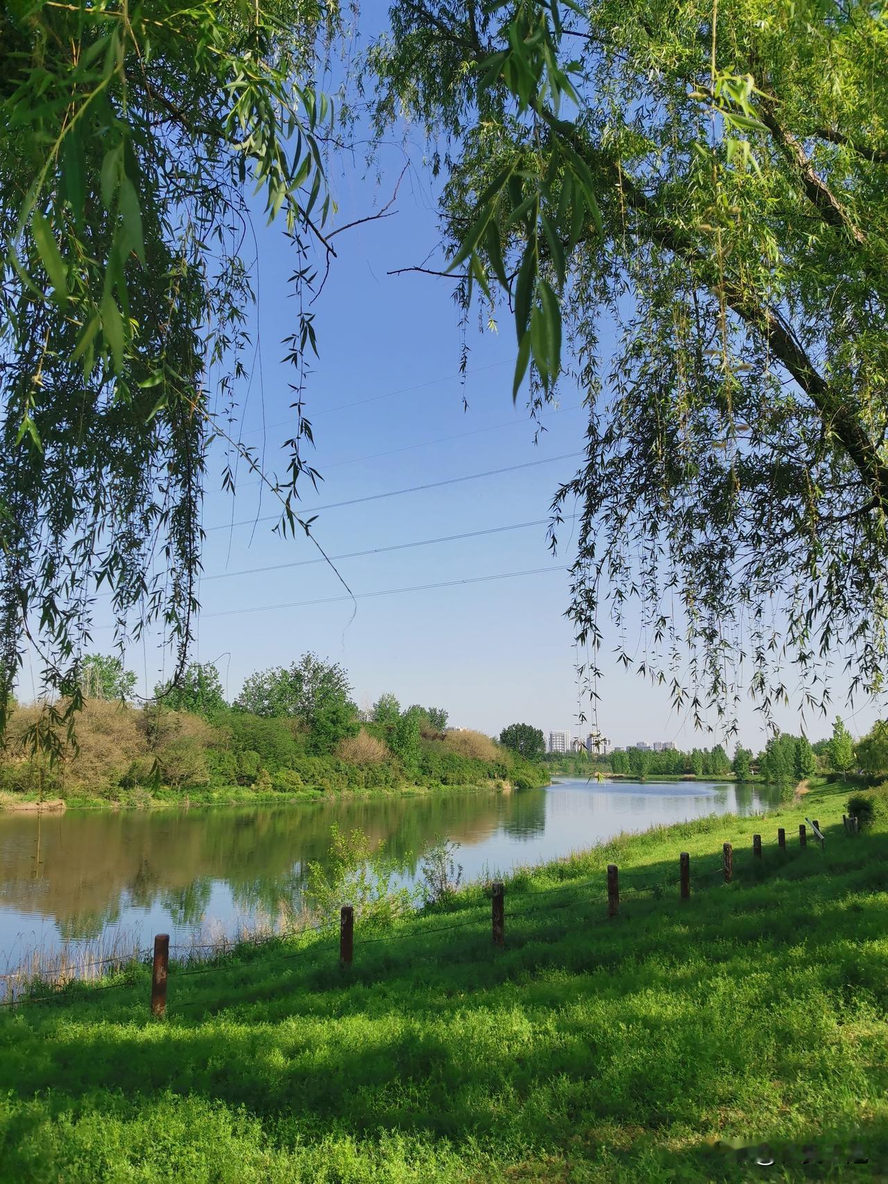 今早，西安风和日丽，我一时兴起，驾车来到沣河诗经里，走在沣河边上，我瞬间沦陷，沣