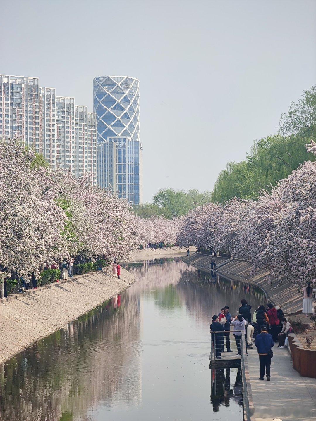 望京海棠花溪摄影