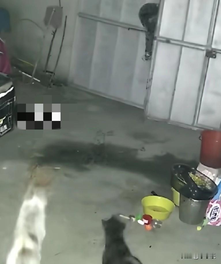 近日，浙江温州凌晨4点20多，一陌生男子进村偷狗，被主人察觉后飞奔追赶，男子连摩